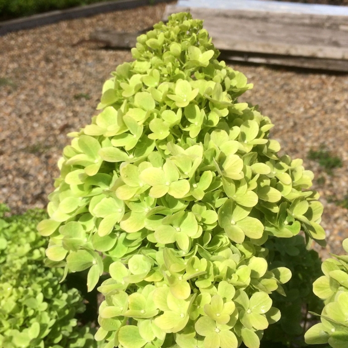 Hortenzia metlinatá - Hydrangea paniculata 'Mojito' - 20/30cm