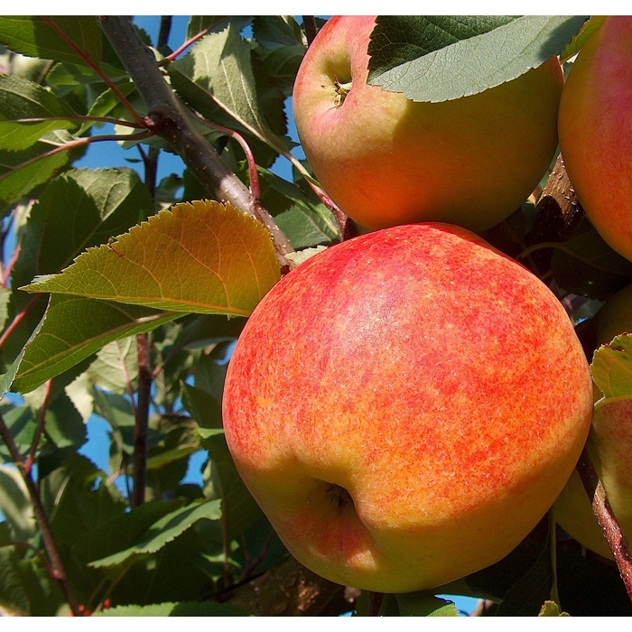 Jablo? - Malus domestica 'Šampion'  - jesenná