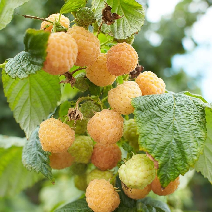 Malina žltá BALKÓNOVÁ - Rubus idaeus 'Goodasgold' - 40cm