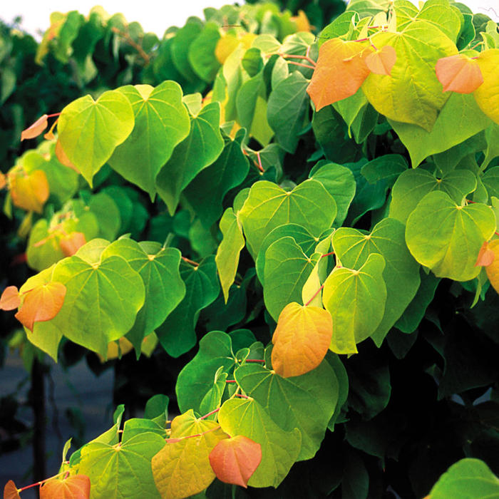Judášovec kanadský - Cercis canadensis 'Rising Sun' 