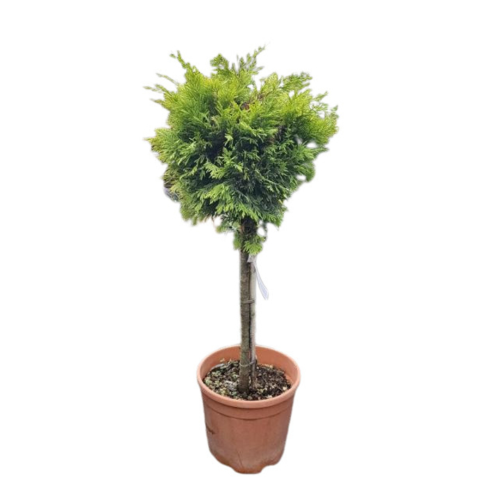 Cyprusovec leylandský  - Cupressocyparis leylandii ´Castlewellan Gold´- na 40/50cm kmeni