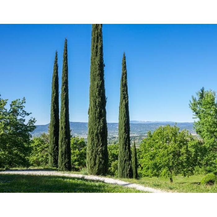 Cyprus vždyzelený - Cupressus sempervirens 'Totem' -100/120cm