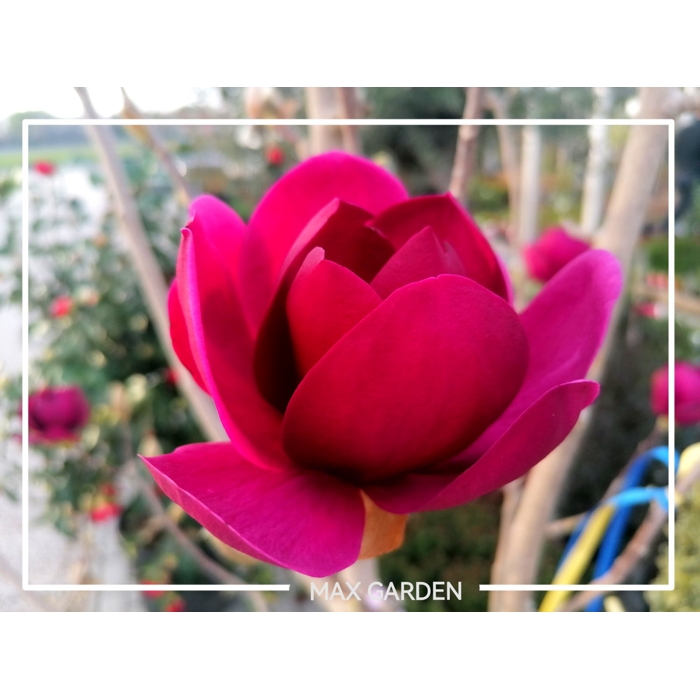 Magnolia 'Genie' -120/140cm