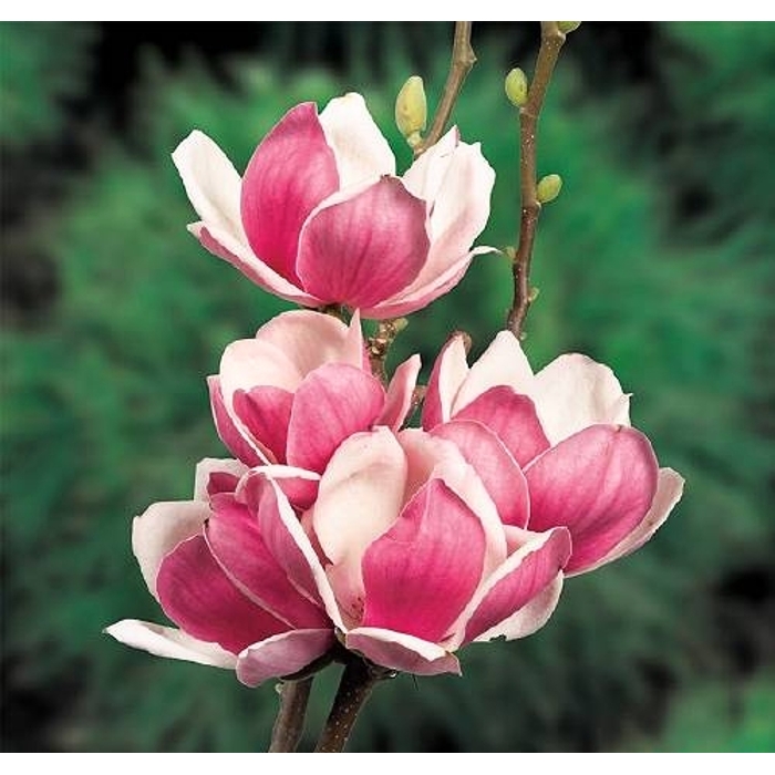 Magnolia 'Satisfaction' - 120/140cm