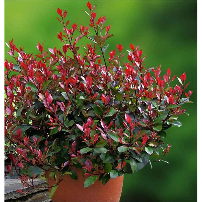 ?ervienka, Fotínia TRPASLI?IA - Photinia fraseri ´Little Red Robin´ - 40/50/60cm