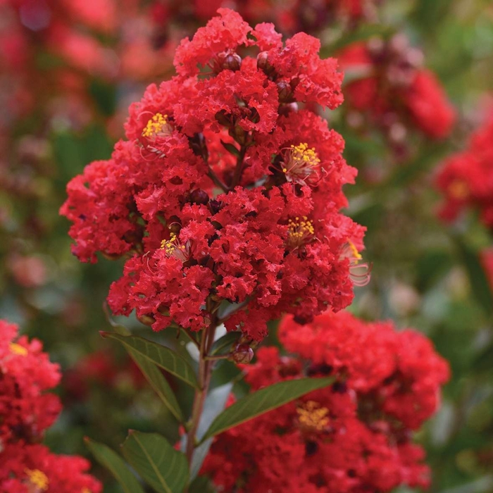 Myrta krepová - Lagerstroemia indica ´Enduring Summer Red´ - 50/90cm