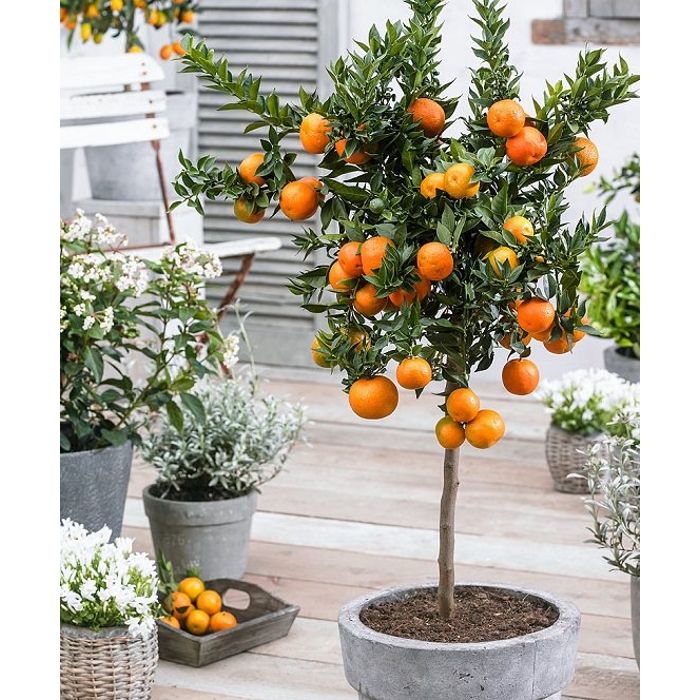 Pomaran?ovník - CITRUS X SINENSIS - na 1/4 kmeni