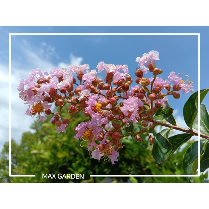 Myrta krepová NÍZKORASTÚCA ODRODA ružová- Lagerstroemia indica ´Petite Pink´- 50/70cm