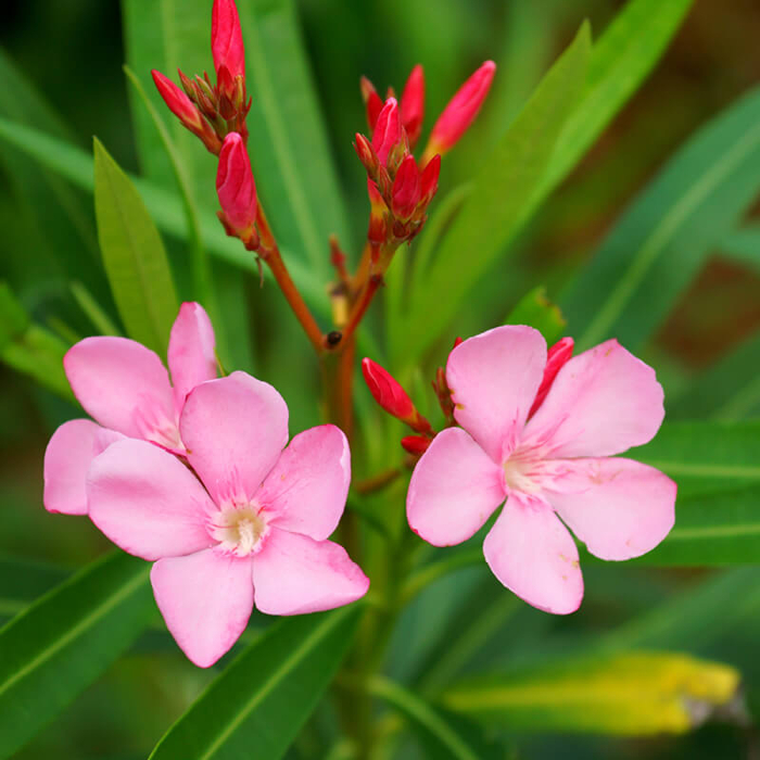 Oleander oby?ajný  - Nerium oleander - Bledo ružová -90/100cm