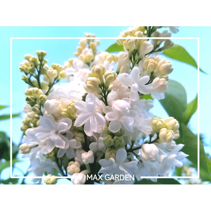 Orgován oby?ajný - Syringa vulgaris 'Mme Lemoine'  - na 90/100cm kmeni