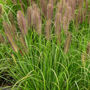 Perovec psiarkovitý  - Pennisetum alopecuroides ´Japonicum´