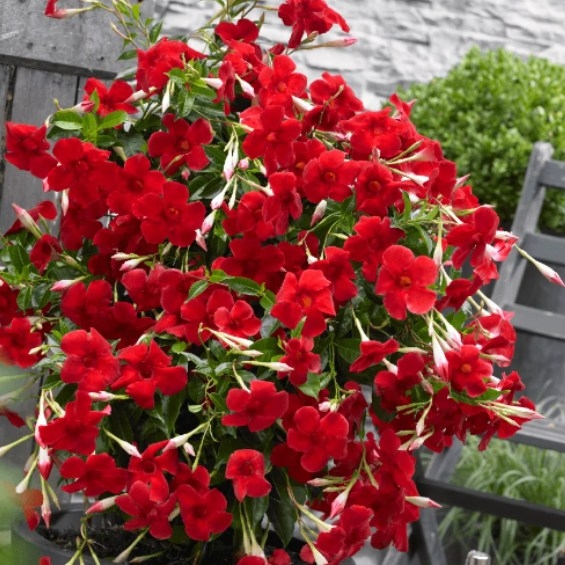 Mandevilla hybrida ´Velvet Red´ - zavesný kvetiná?