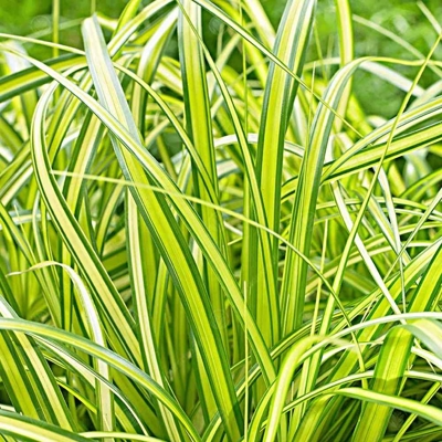Ostrica ošimenská - Carex oshimensis ´Eversheen´