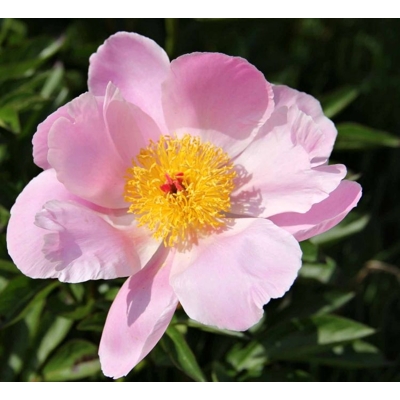 Pivonka ?ínska - Paeonia lactiflora ´Nymphe´