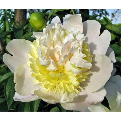 Pivonka ?ínska - Paeonia lactiflora 'Primevčre'