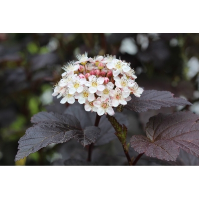 Tavoľa kalinolistá  - Physocarpus opulifolius ´Diabolo´ Co2L 30/40