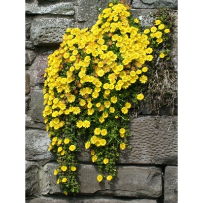 Delosperma nubigenum