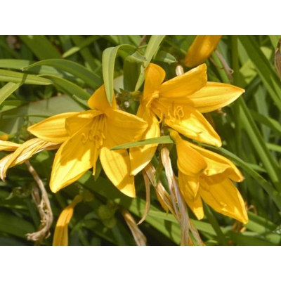 ?aliovka – Hemerocallis citrina