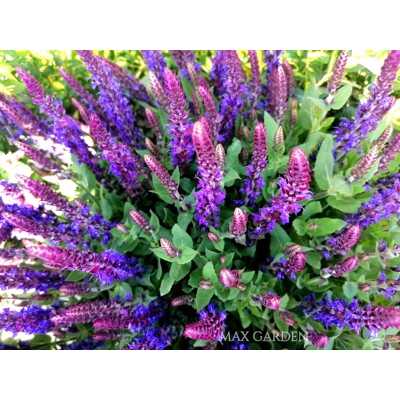 Salvia nemorosa Ostfriesland