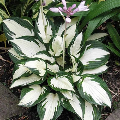 Funkia - Hosta ´Fire and Ice´