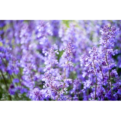 Nepeta faassenii 'Walker's Low'