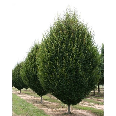 Hrab oby?ajný - Carpinus betulus Fastigiata 210/230cm