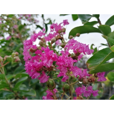Myrta krepová tmavo ružová - Lagerstroemia indica ´ Violacea´ -na 80cm kmeni (neštepený strom?ek)