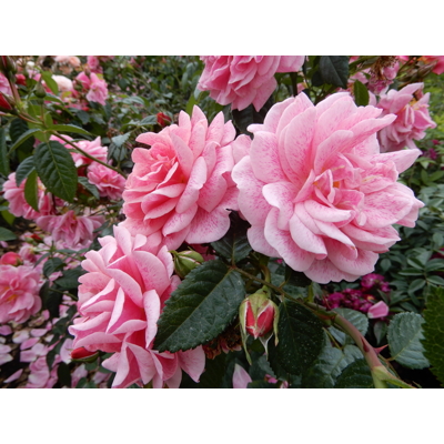 Ruža popínavá -ružová - Rosa ´Camelot Tantau´- 200/220cm