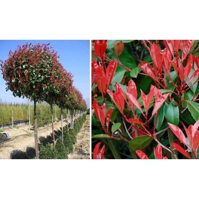 Červienka, Fotínia - Photinia fraseri Red Robin Co18-25L 6/8 - vysokokmeň