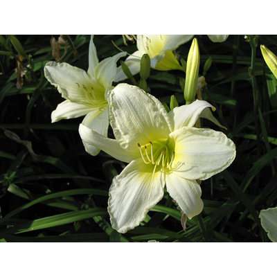 ?aliovka – Hemerocallis ´Ice Carnival