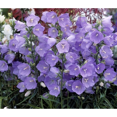 Campanula ´Takion Blue´