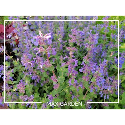 Nepeta faassenii