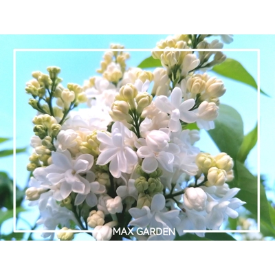 Orgován oby?ajný - Syringa vulgaris 'Mme Lemoine'  - na 60/75cm kmeni