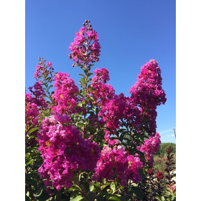 Myrta krepová tmavo ružová - Lagerstroemia indica ´Rosea´ - na 90 cm kmeni (strom?ek)