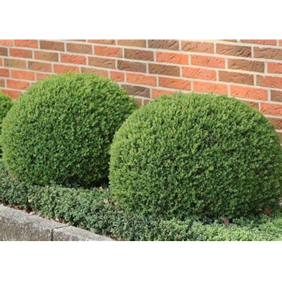 Krušpán vždyzelený - Buxus sempervirens´Globe´ d50