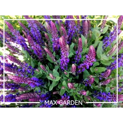 Salvia nemorosa ´Deep blue´
