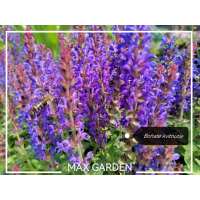 Salvia nemorosa ´Deep blue´