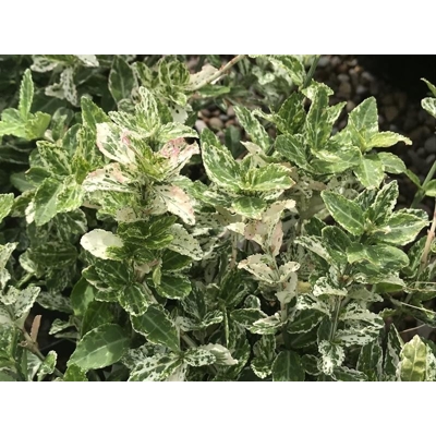 Bršlen - Euonymus fortunei ´Harlequin´