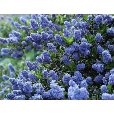 Ceanothus thyrsiflorus 'Repens' - 35/45cm