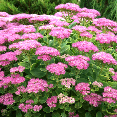 Sedum spectabile ´Brillant´
