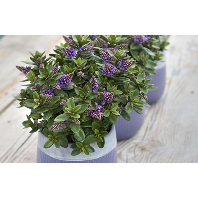 Hebe Addenda ´Blue´ - 25/30cm