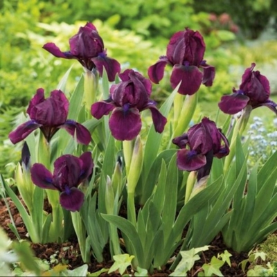 Kosatec nízky - Iris pumila ´Cherry Garden´