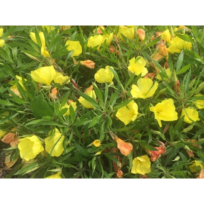 Pupalka - Oenothera macrocarpa
