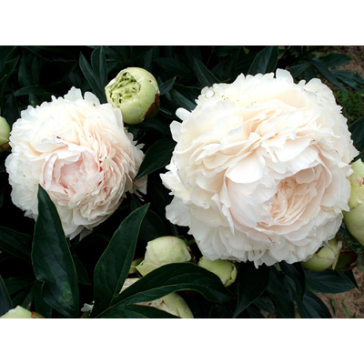 Pivonka ?ínska - Paeonia lactiflora 'Soulange'