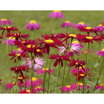 Tanacetum 'Robinson's Red' - margaréta Co1,5L