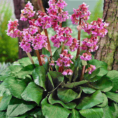 Bergenia cordifolia ´Baby Doll´