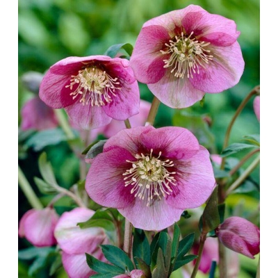 Helleborus orientalis ´Pink Lady´