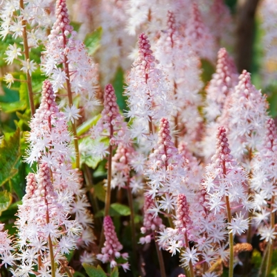 Tiarella ´Pink Skyrocket´ Co1,5L