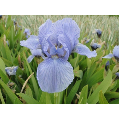 Kosatec nízky - Iris pumila ´Blue Denim´