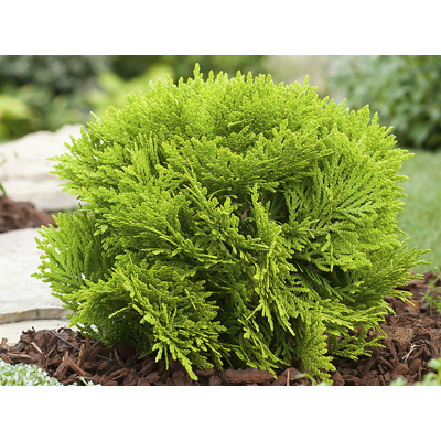 Tuja západná - Thuja occidentalis ´Mirjam´ - 20/30cm